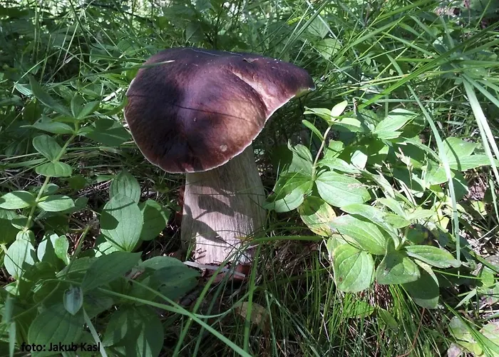 Aspen Železná Ruda